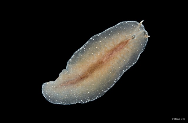 Eurylepta aurantiaca • © Rene Ong • All Rights Reserved