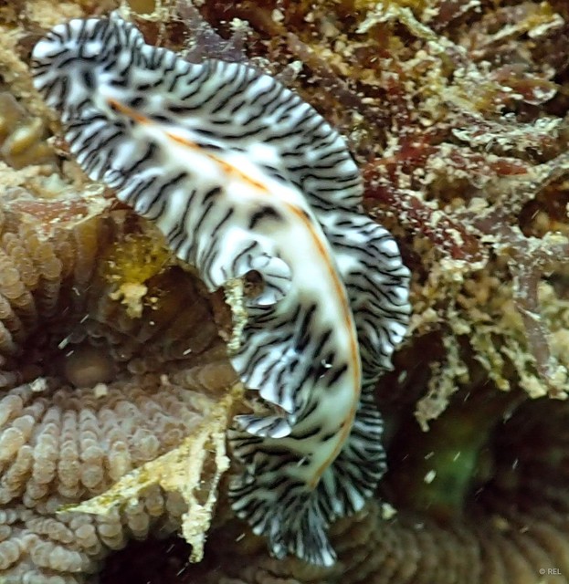 Maritigrella eschara • © REL • All Rights Reserved