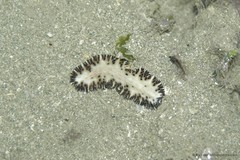Maritigrella fuscopunctata • © Ria Tan • All Rights Reserved