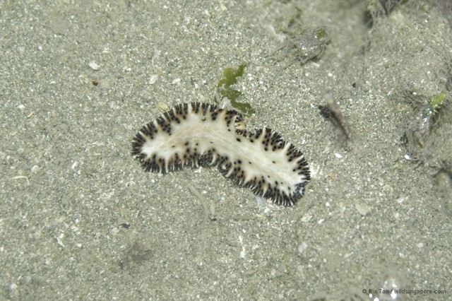 Maritigrella fuscopunctata • © Ria Tan • All Rights Reserved