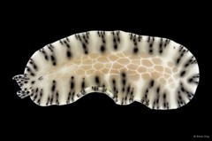 Maritigrella fuscopunctata • © Rene Ong • All Rights Reserved