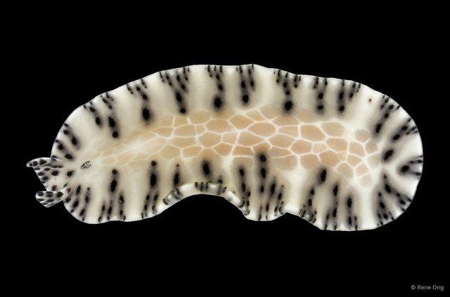 Maritigrella fuscopunctata