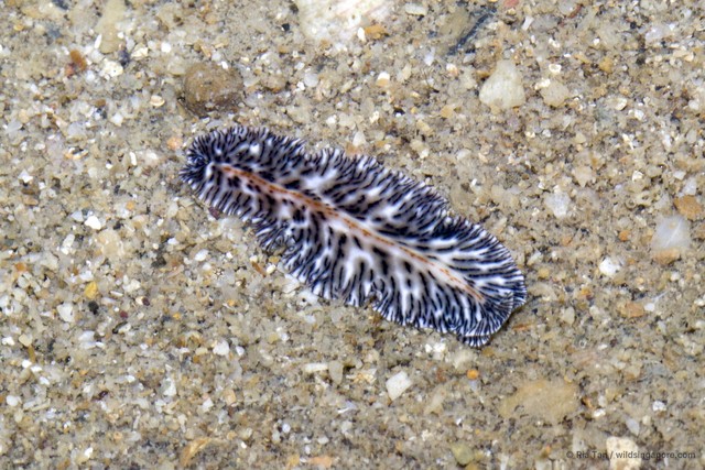 Maritigrella virgulata • © Ria Tan • All Rights Reserved