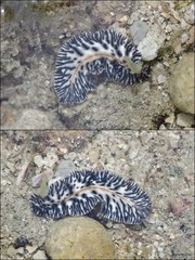 Maritigrella virgulata • © Rene Ong • All Rights Reserved