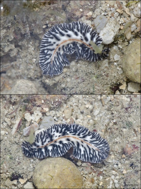 Maritigrella virgulata