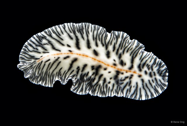 Maritigrella virgulata