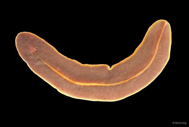 Limnostylochidae sp. "1" • © Rene Ong • All Rights Reserved