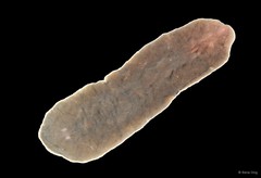 Limnostylochidae sp. "2"