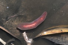 Limnostylochus sp. "c7563c50"