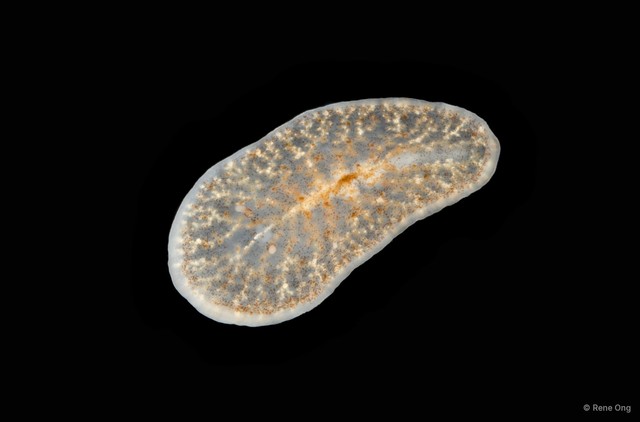 Planoceridae sp. "3" • © Rene Ong • All Rights Reserved