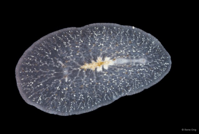 Planoceridae sp. "4" • © Rene Ong • All Rights Reserved