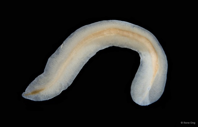 Prosthiostomidae sp. "1" • © Rene Ong • All Rights Reserved