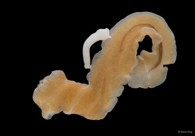 Prosthiostomidae sp. "2" • © Rene Ong • All Rights Reserved