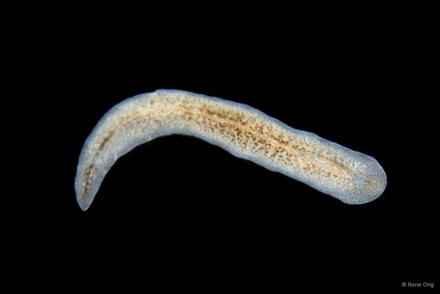 Prosthiostomidae sp. "3" • © Rene Ong • All Rights Reserved