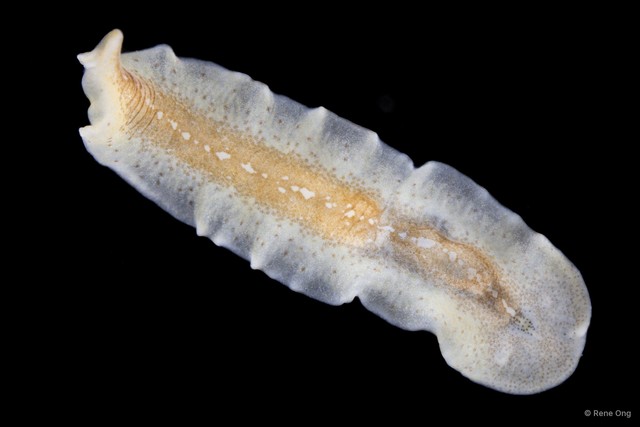 Prosthiostomidae sp. "4" • © Rene Ong • All Rights Reserved