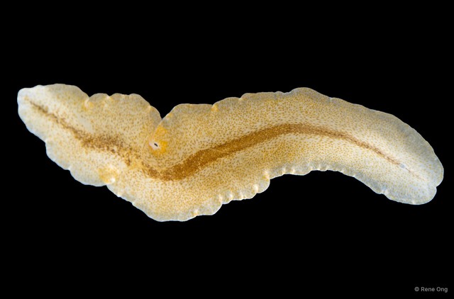 Enchiridium sp. "cf." • © Rene Ong • All Rights Reserved