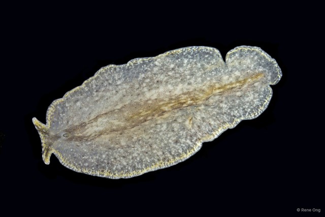 Pseudocerotidae sp. "1" • © Rene Ong • All Rights Reserved