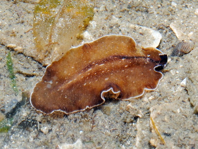 Pseudocerotidae sp. "2" • © Loh Kok Sheng • All Rights Reserved