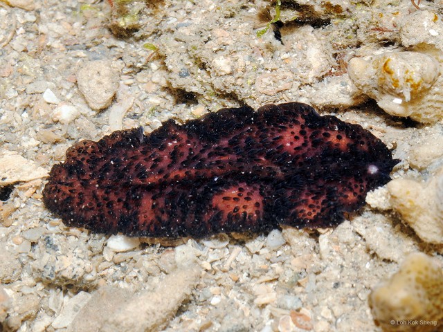 Pseudocerotidae sp. "Acanthozoon / Thysanozoon 2" • © Loh Kok Sheng • All Rights Reserved