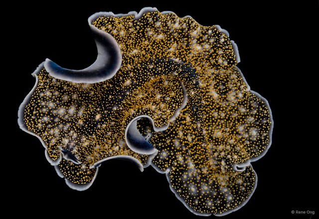 Acanthozoon sp. "1" • © Rene Ong • All Rights Reserved