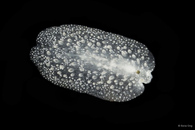 Acanthozoon sp. "2" • © Rene Ong • All Rights Reserved