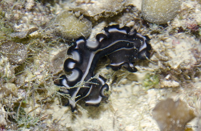 Nymphozoon bayeri