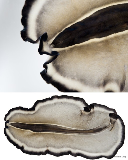 Nymphozoon bayeri