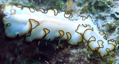 Nymphozoon orsaki • © REL • All Rights Reserved