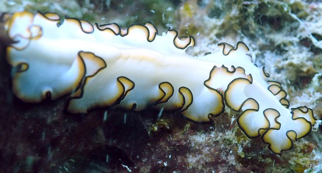 Nymphozoon orsaki