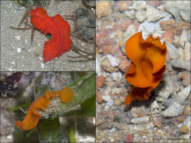 Phrikoceros baibaiye • © Ria Tan • All Rights Reserved