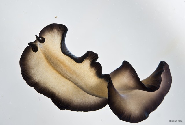 Pseudobiceros sp. "1" • © Rene Ong • All Rights Reserved