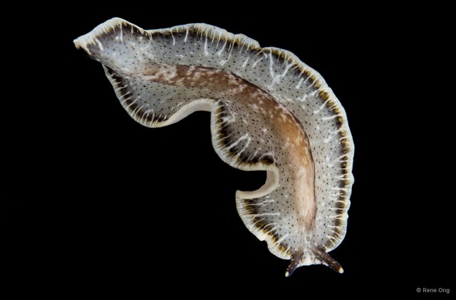 Pseudobiceros sp. "3" • © Rene Ong • All Rights Reserved