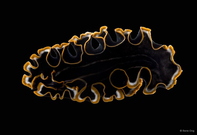 Pseudobiceros sp. "5" • © Rene Ong • All Rights Reserved