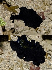 Pseudobiceros bajae • © Rene Ong • All Rights Reserved