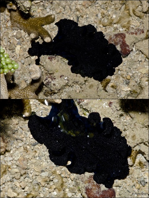 Pseudobiceros bajae • © Rene Ong • All Rights Reserved