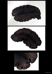 Pseudobiceros bajae • © Rene Ong • All Rights Reserved