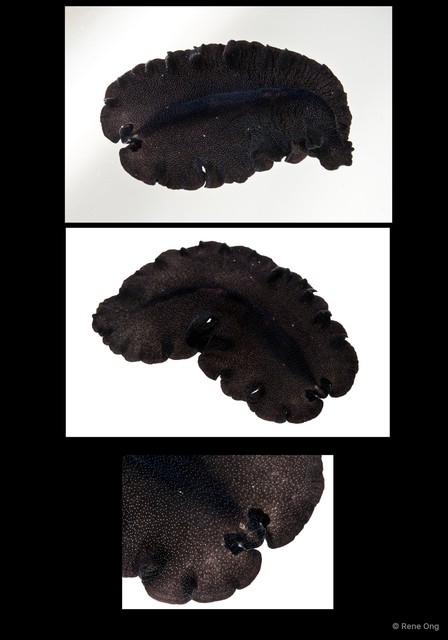 Pseudobiceros bajae