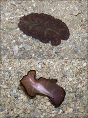 Pseudobiceros bedfordi • © Ria Tan • All Rights Reserved