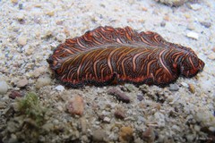 Pseudobiceros bedfordi • © Rene Ong • All Rights Reserved