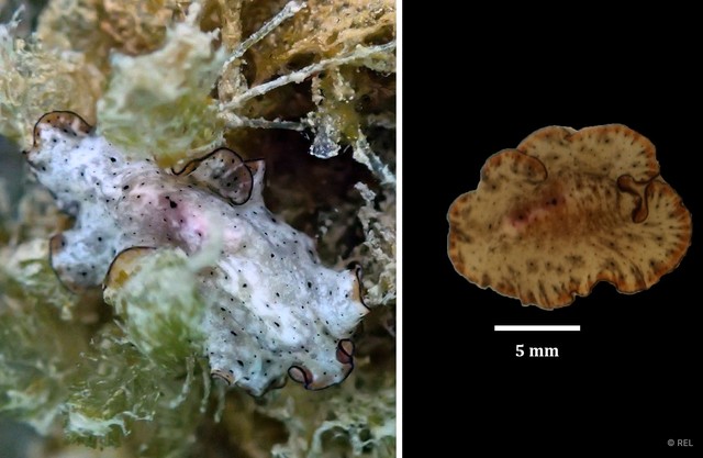 Pseudobiceros damawan