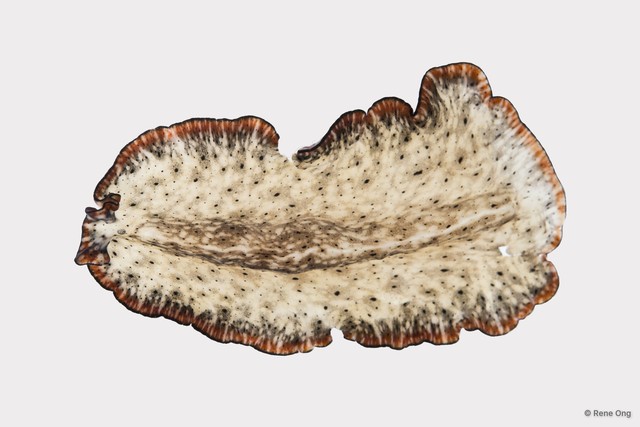 Pseudobiceros damawan