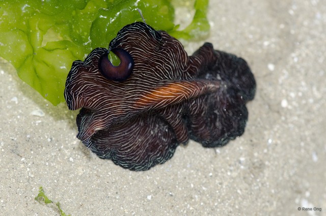 Pseudobiceros fulgor