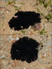 Pseudobiceros fulgor • © Rene Ong • All Rights Reserved