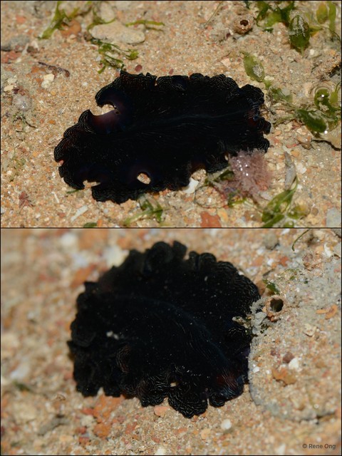 Pseudobiceros fulgor