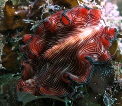 Pseudobiceros fulgor • © REL • All Rights Reserved