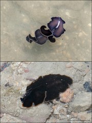 Pseudobiceros hancockanus • © Ria Tan • All Rights Reserved