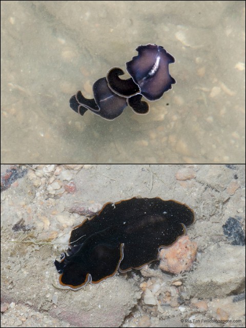 Pseudobiceros hancockanus • © Ria Tan • All Rights Reserved