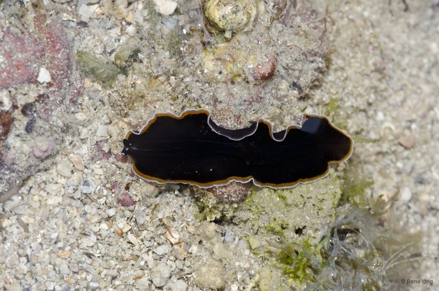 Pseudobiceros hancockanus