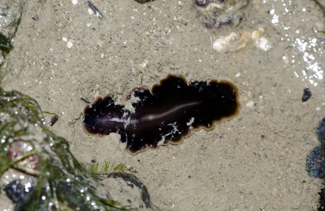 Pseudobiceros hancockanus