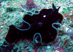 Pseudobiceros hancockanus • © REL • All Rights Reserved